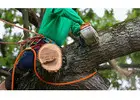 Tree Trimming Los Angeles - Gabriel Tree Services