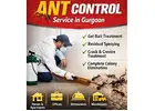 Professional Ant Control Service in Gurgaon for Homes and Offices | Service Mantra