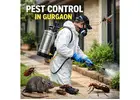 Expert Pest Control Services in Gurgaon | Service Mantra Pest Control Solutions