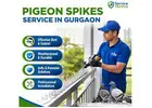 Expert Pigeon Spikes Service in Gurgaon | Long Lasting Bird Control by Service Mantra