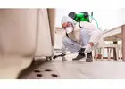 Reliable Termite and Pest Control Services in Willawong