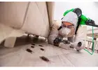 Expert Biggera Waters Pest Control Service