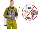Trusted West Ipswich Pest Control Service