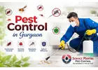 Pest Control in Gurgaon | Professional & Affordable Pest Services by Service Mantra