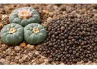 Premium Peyote Cactus Seeds – Lophophora Williamsii (Fresh & High Quality)