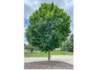 Autumn Blaze® Maple Tree for Sale | Fast-Growing, Fiery Fall Color | Free Delivery & Planting –