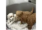 cavapoo puppies for sale