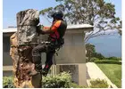 Tree Removal and Tree Cutting Sydney