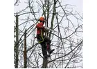 Tree Lopping St Ives | North Shore Tree Loppers