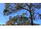 Tree Pruning Sydney | Ben's Tree and Garden Services