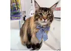 Premium Cat Grooming Packages in USA