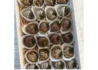 Premium Chocolate-Dipped Strawberries for Gifting & Events