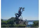 Tree Removal Services Curl Curl