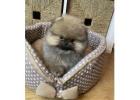 Pomeranian Puppy for Sale – Cute, Healthy, and Affordable