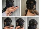 Buy German Shepherds – Strong & Trainable