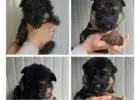 German Shepherd Dogs for Sale – Smart & Obedient