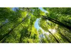 Bald Cypress Glenview