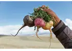 Boost Your Day With Organic Maca Root