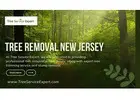 Professional Tree Removal Services in New Jersey for Safe and Efficient Tree Care