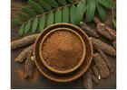 Mimosa Hostilis: Ancient Plant Intelligence Confronts Modern Curiosity