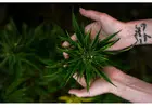 Cannabis Dispensary Fairfax