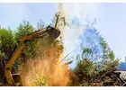Tree Services Near Me