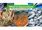 Find Aquaculture Farming in India