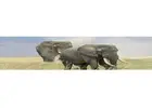 High Peaks Expeditions Ltd Offers Luxury African Safari Tours