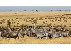 Discover Tanzania Luxury Safari Tours with Amrix Adventures Ltd