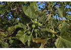 Fig Tree Pests Australia