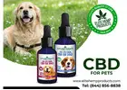 CBD for Dogs That Brings Tail-Wagging Relief