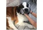 Keep Clean using a Dog Slobber Catcher by HugeHounds
